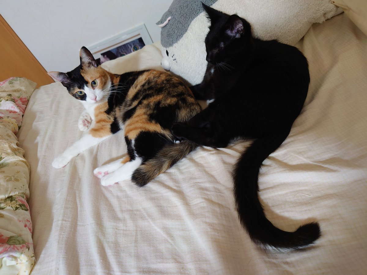 bloomcat4's tweet photo. 昨夜、普段は明星が私のベ���トにいると何処からともなく現れて、飛びかかって追い払う希宙が一緒にくっついて寝てた

大雨に不安を感じた？
それとも突然鳴った緊急速報メールの音が余程こわかったのか‥
できれば普段からこうやっていて欲しいなぁ

#明星
#希宙
#猫
#猫のいる幸せ https://t.co/ACS6WY1W4O