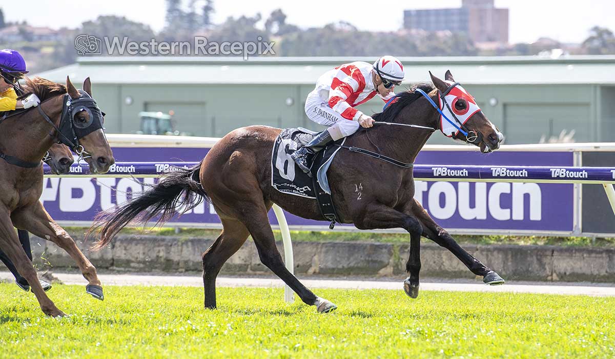 SWINGMAN - Belmont Sat 13th September <a href="/PerthRacing/">Perth Racing</a> #WesternRacepix #BelmontParkRaces

More 📸 westernracepix.com