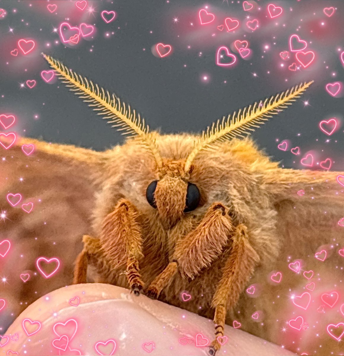 北海道大学クスサン研究会 tweet media