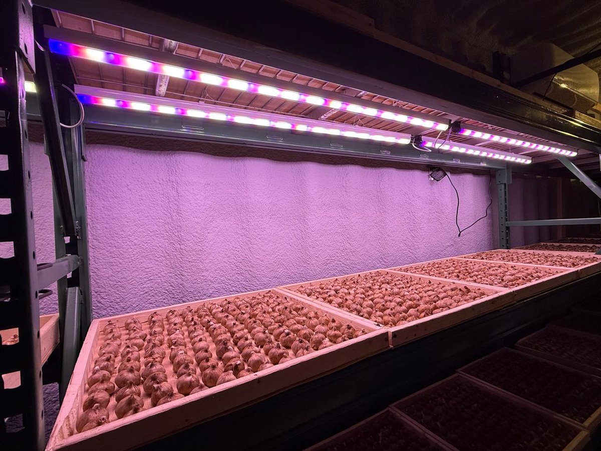 🌸 Grow Lights for Saffron 🌱

Boost corm sprouting, flower induction &amp; premium stigmas with full-spectrum + UV &amp; IR LEDs. Uniform, energy-efficient, and built for year-round indoor saffron farming.

#SaffronCultivation #IndoorFarming #GrowLights