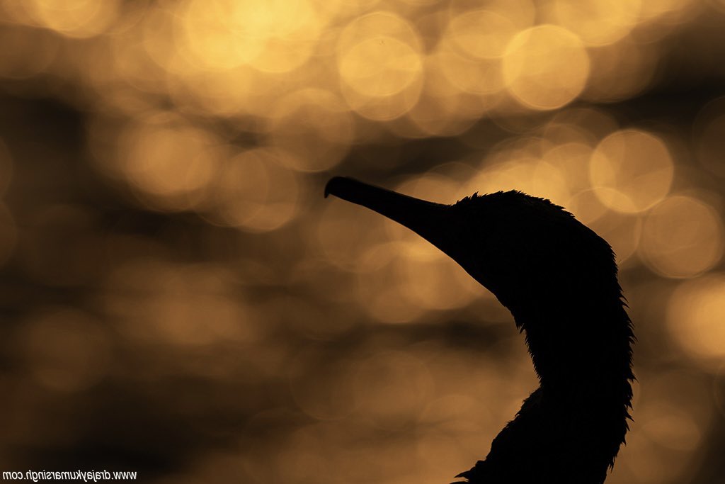 Draksphotos's tweet image. Socotra cormorant , Bahrain. #SocotraCormorant  #Cormorant  #bokeh  #Bahrain #sunrise #silhouette