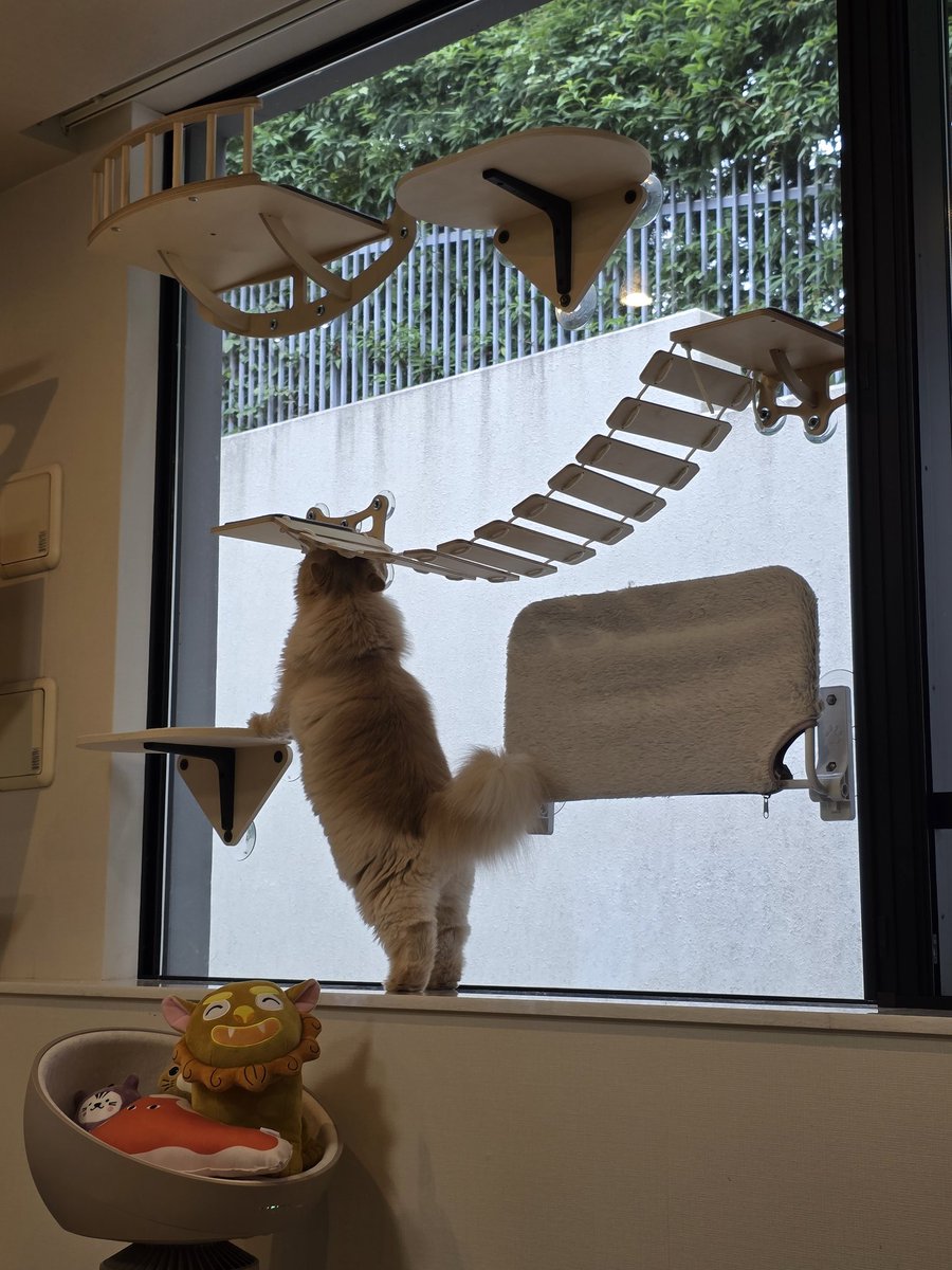 キャットウォークドッグランです‼️ キャットタワー 麻 キャットウォーク」の人気商品一覧 | 安い