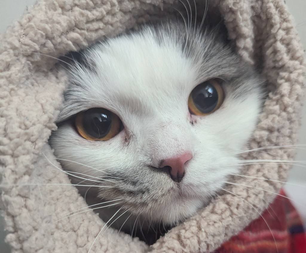 ノパルオープンしました❗

⏰15:00-24:00 (L.O.23:00)

STAFF: hitagi

アフザル大量入荷しました😺
おすすめはアイスパッションです🍨🧊