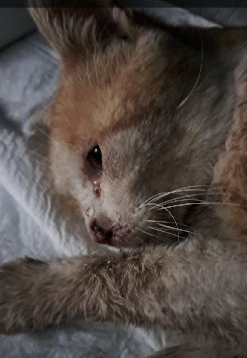 Paola B. (@bsorato) on Twitter photo 