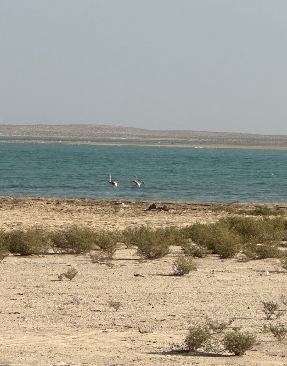Two flamingos spotted صباح اليوم 🦩
مقابل جزيرة الزخنونية
