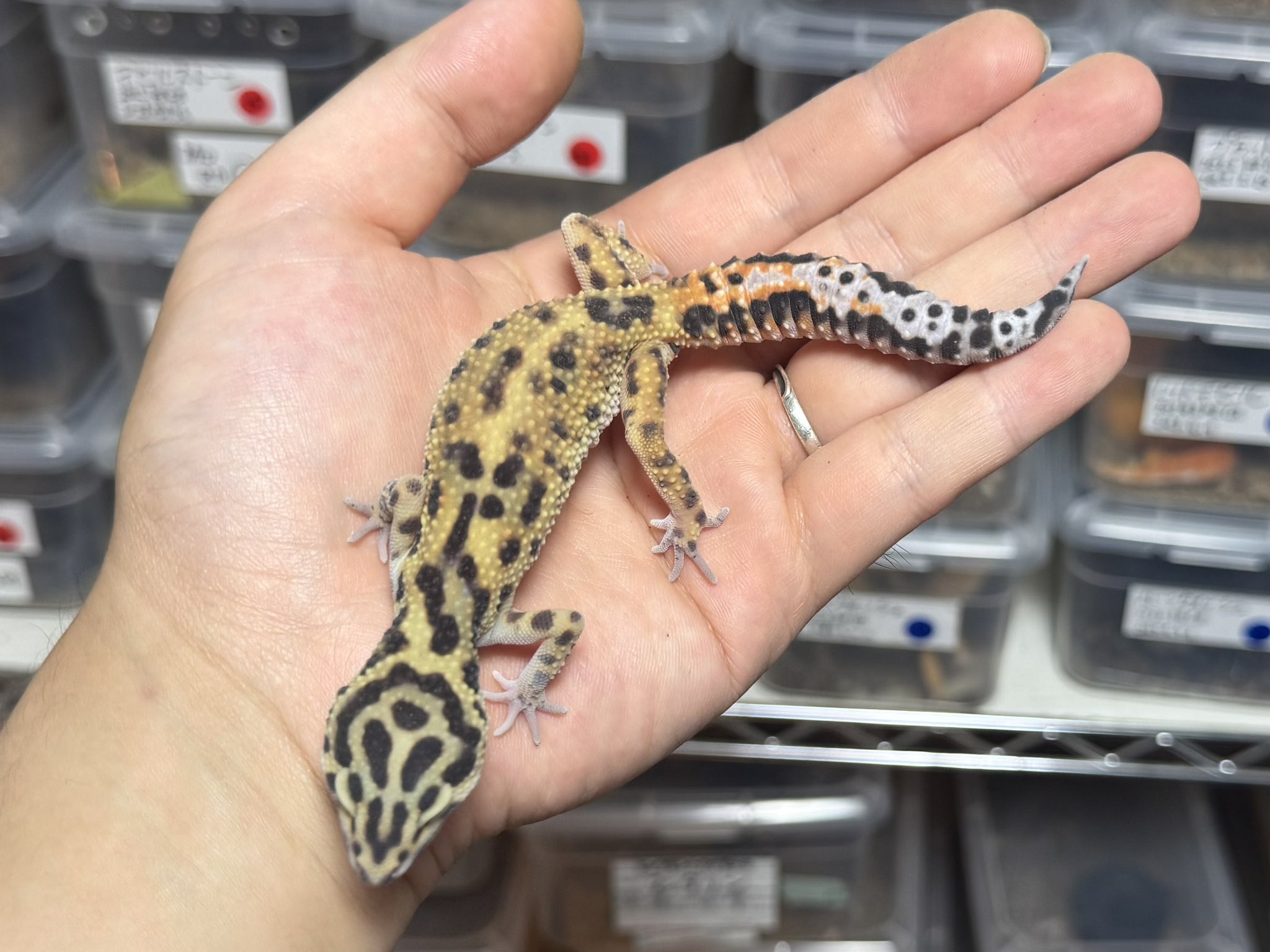 かぐとら (@Kagtorareptile) / X