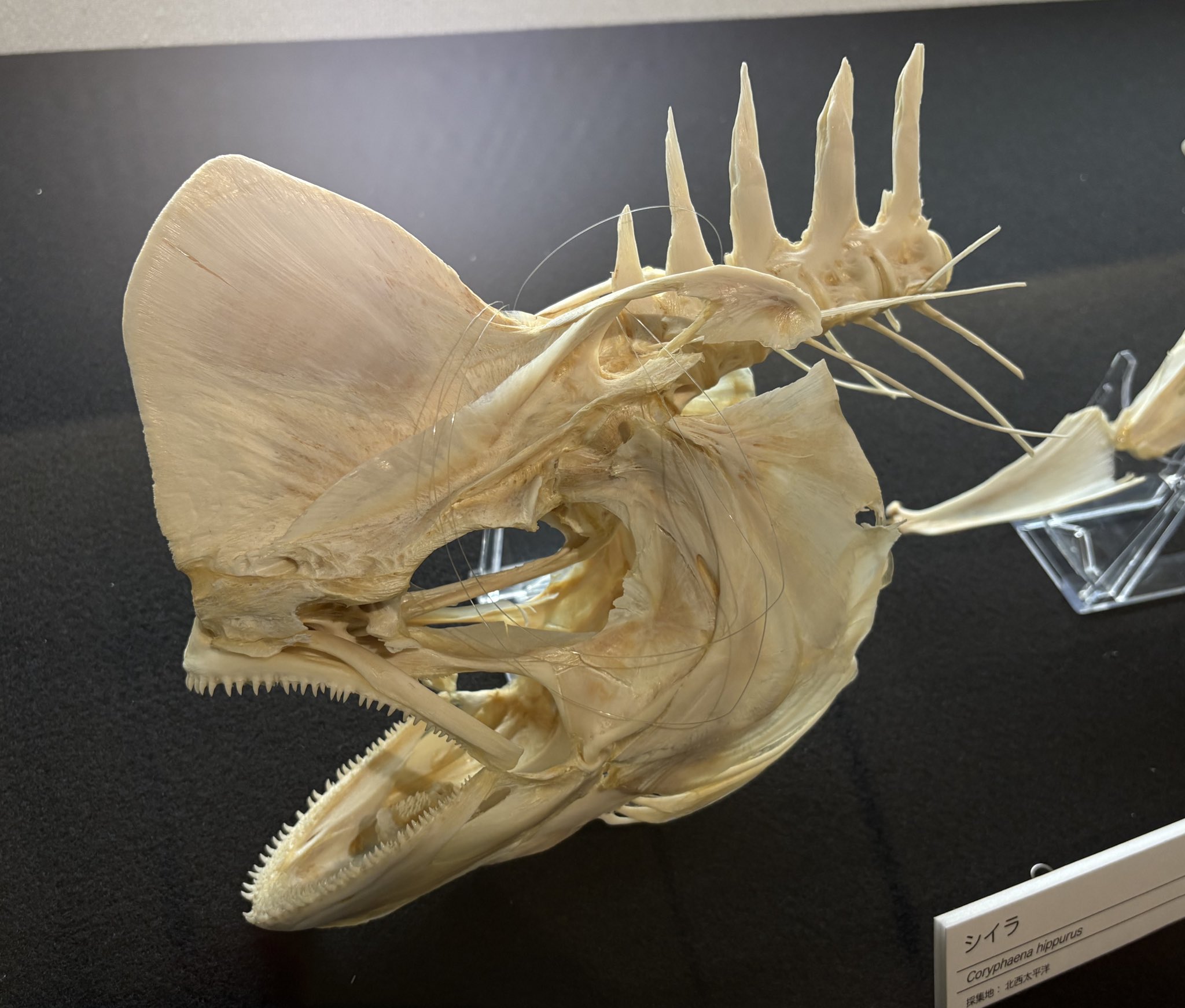 骨格標本　頭骨　超巨大魚　クロムツ　頭部スカル 骨格標本頭骨超巨大魚クロムツ頭部スカル