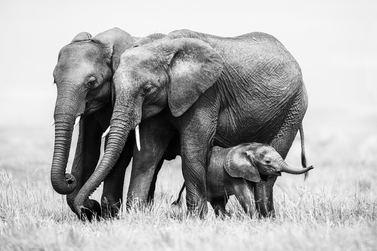 Help secure the most important places in nature. #PrintsforWildlife 
printsforwildlife.org     @PrintsforWildlife
📷 Gabi Guiard