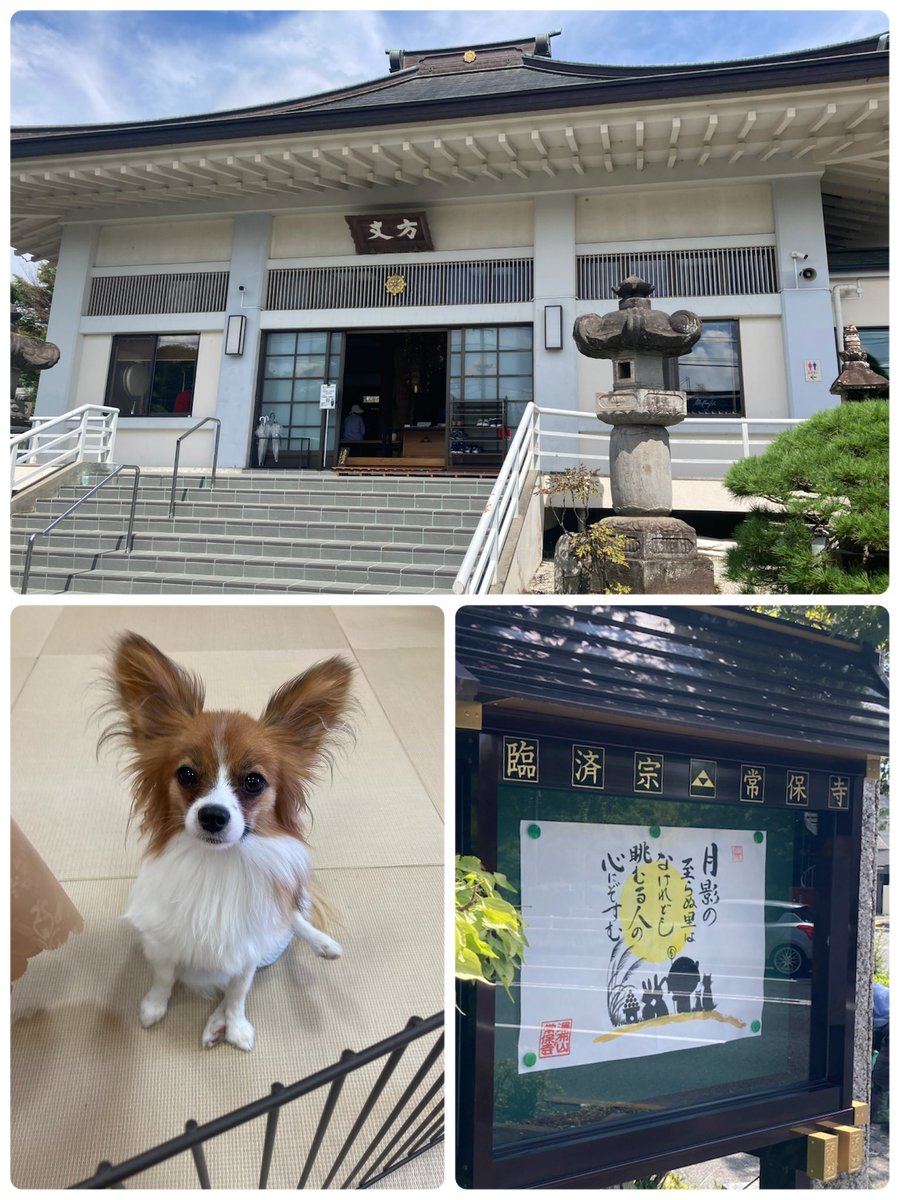 Totsukebi1228's tweet image. 常保寺  東京都青梅市
月参り
今月の一言🐼
おまかせ御朱印 いただいてなかった｢三尊｣
曼珠沙華❤️の御朱印
今月もみかんちゃんが出迎えてくれました🐶🍊
 #御朱印  #月参り  #青梅市