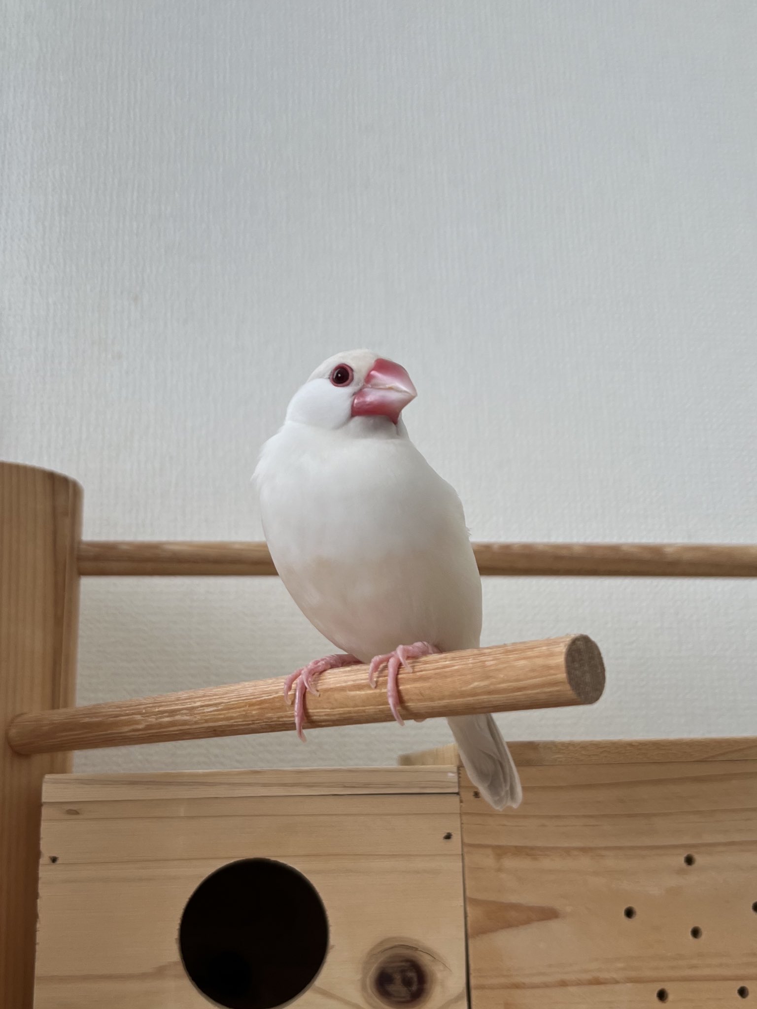 白文鳥のコッコ on X: 
