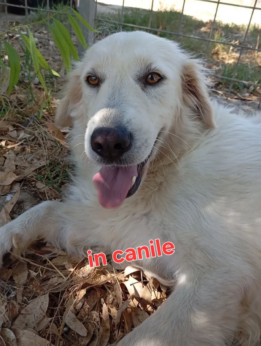 DEA A CASA! GRAZIE ALLA FAMIGLIA, A LINDA, A TUTTI VOI PER AVER DIFFUSO IL SUO APPELLO🎉🎊🎊🎊🎊🎊🎊🎊🎊🎊