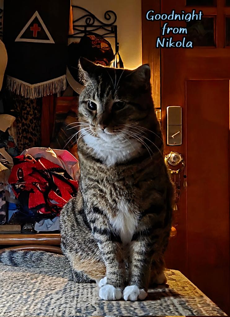 KheftKaligari's tweet photo. Goodnight from Nikola ππ #TabbyLife #IndoorCatLife #VOKRA #CatsOfVancouver #CatsOfKitsilano #CatsAreFamily https://t.co/sIWMYBRTJV