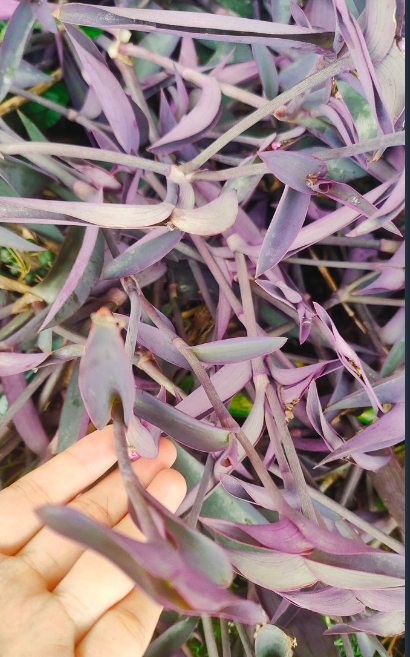 moonioioiu's tweet photo. 最后一次摸草了 @opensea  #openseatouchgrass https://t.co/t4xv9k9xnU