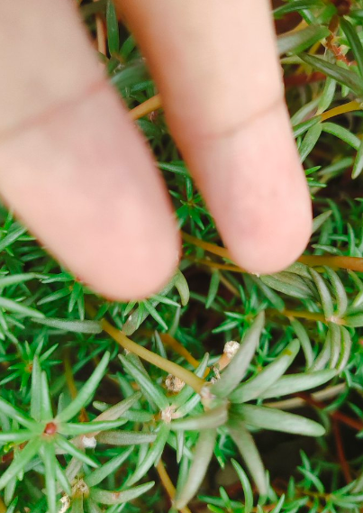 #openseatouchgrass . <a href="/opensea/">OpenSea</a> . Touch the grass feel nature