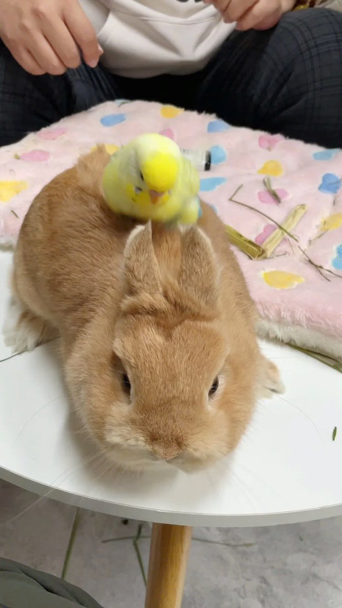 Why you should have a rabbit (@shouldhaverabit) on Twitter photo 