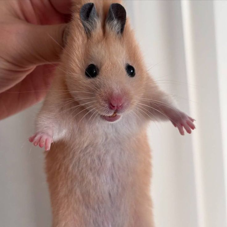 TweetsOfHamster's tweet photo. 😭 https://t.co/2nTfnev82I
