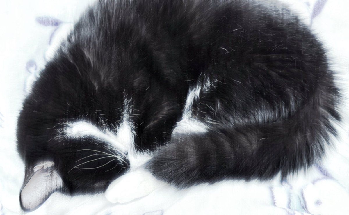 Post by ill. on X: にゃん。