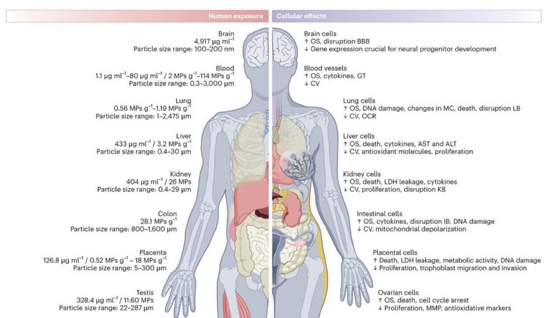 gorka_orive's tweet image. La presencia de micro y nanoplásticos en el medioambiente es conocida así como su potencia efecto negativo en la salud humana. Una revisión repasa los conocimientos más actuales en la materia. 
nature.com/articles/s4159…