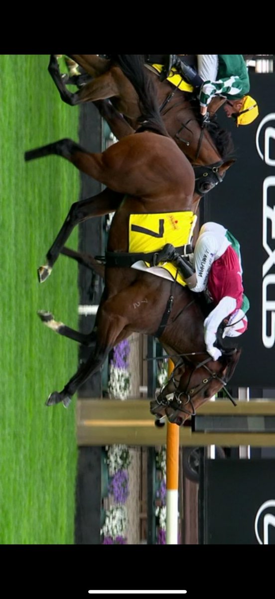 _muzz89's tweet photo. @7horseracing @VineryStud Huh? two different photos whats going on https://t.co/UfKymMudZq