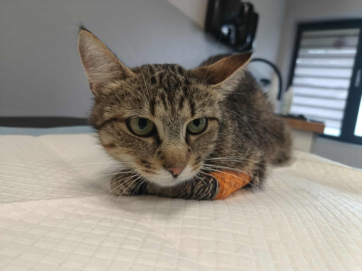 Brakuje 900 zł żeby im pomóc!

A do końca zbiórki 13 GODZIN.
ratujemyzwierzaki.pl/bogna-felineus