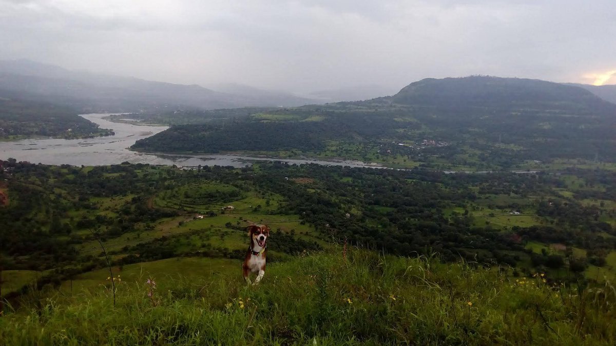 sushma date tweet media