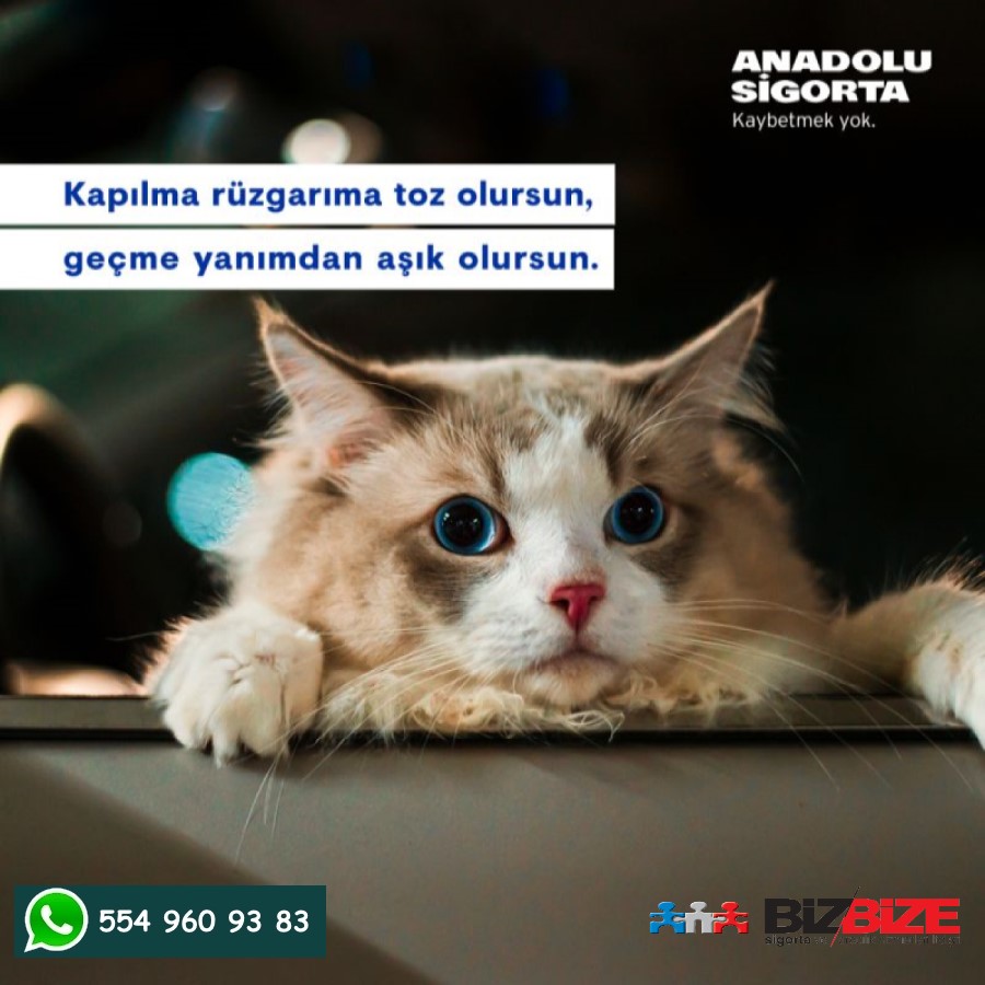 “Kapılma rüzgarıma toz olursun, geçme yanımdan aşık olursun.”
Anadolu Sigorta Kasko Sigortası ile evcil hayvanlar da güvence altında!
bizbize-sigorta.blogspot.com/2020/09/evcil-…
#BizBizeSigorta #anadolukasko #kasko #evcilhayvan #pet #veteriner