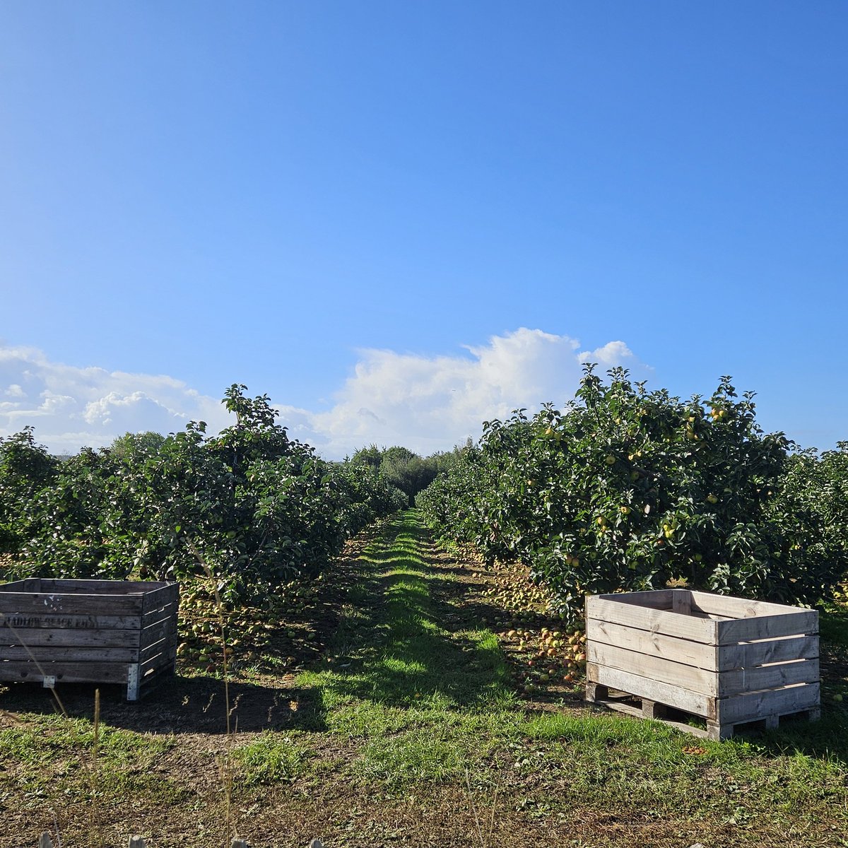 Apples at local farm ready for harvest.  Love this time of year #autumn #kent
