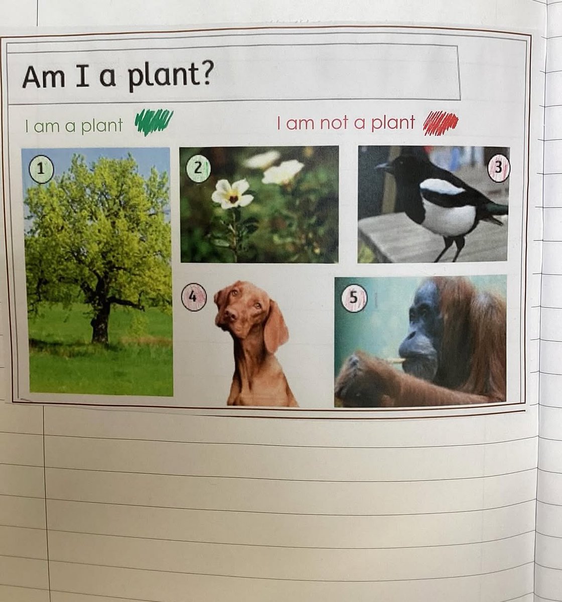 EdadventuresM's tweet image. Just seen this posted by a MAT saying how well the class did sorting plants from not plants etc. is it just me or is that gorilla smoking a spliff?? I’d say that was a plant!!!! What a weird image to use! 
I’m not going to get on my soapbox … #gooutside