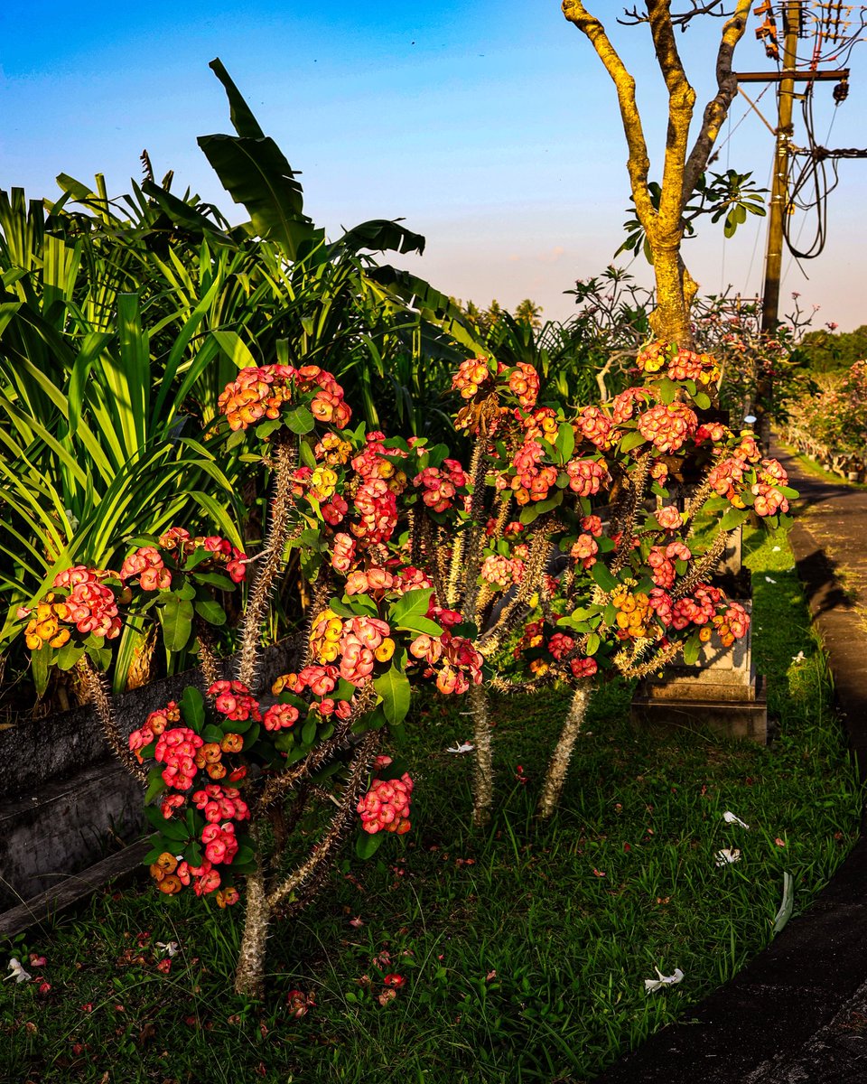 Max Kartohin tweet media