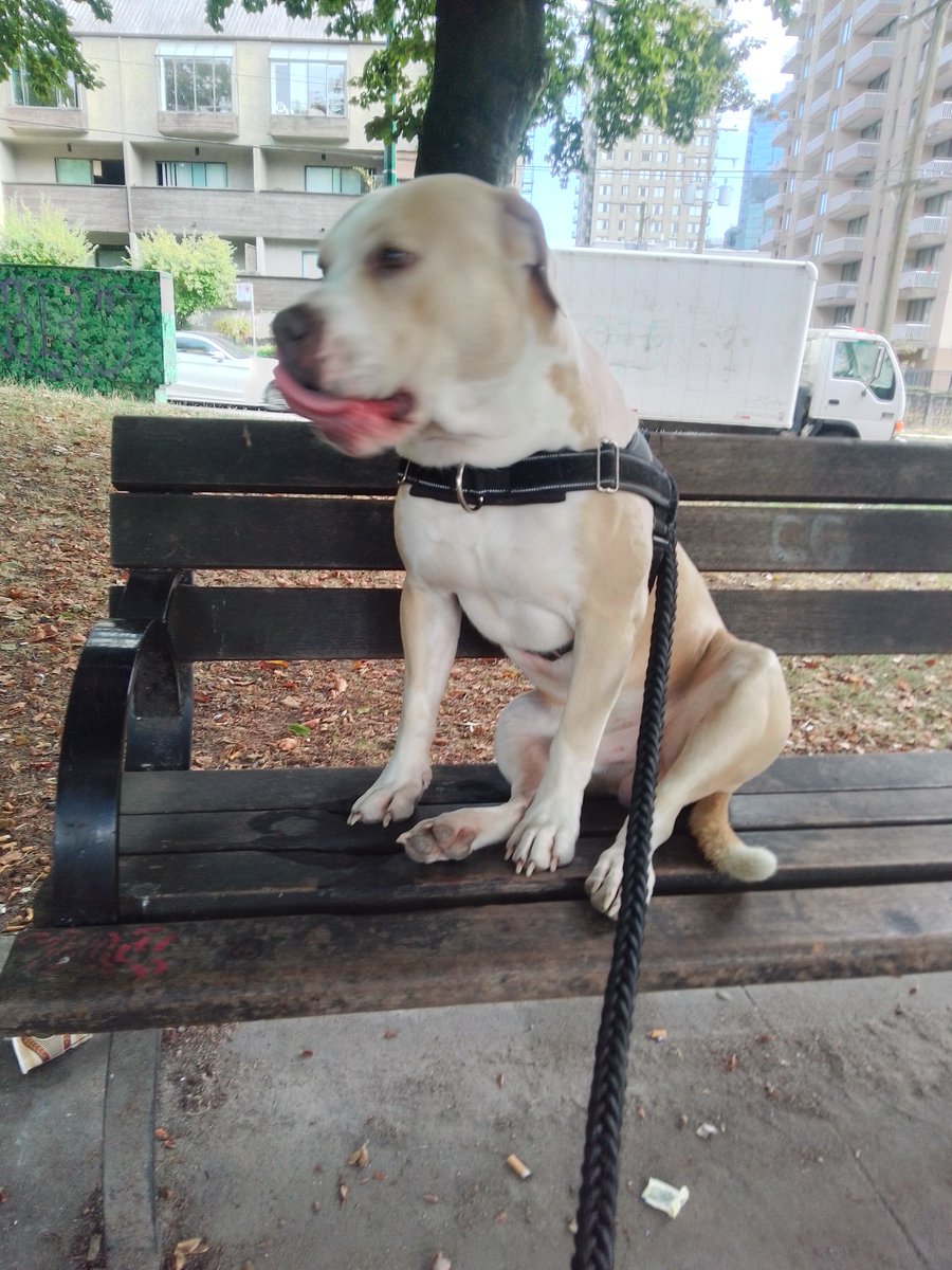 LebrockTony's tweet photo. FriππποΈπΎSnugsπ₯°HugsπΎ
πΎππ€π€ππππ€π€ππΎ
#takingitin #afternoonmood
#afternoonvibes #parklife #petsday #AnimalInstinct #pitipiti #pittbullnation #dogs
#dogphotography #dogfriend
#MadamRiley #joey #dogpark https://t.co/ZsmZgEdYSP
