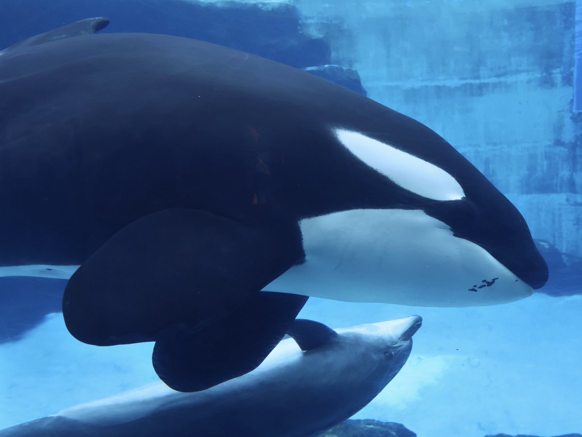 orfe_orca's tweet image. 2025.09.10 名古屋港水族館
シャチのリンちゃん❷

#名古屋港水族館
#シャチ
#リン