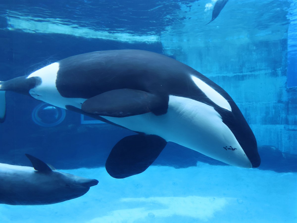 orfe_orca's tweet image. 2025.09.10 名古屋港水族館
シャチのリンちゃん❷

#名古屋港水族館
#シャチ
#リン