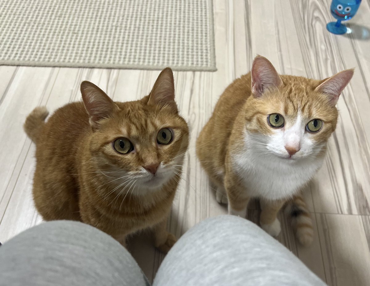 真面目に話を聞いてるネコチャンと全く聞いてないネコチャン
