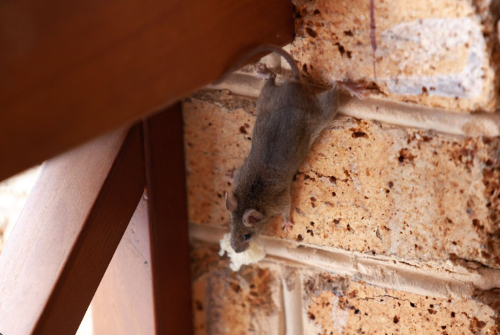 Hearing Noises in the Roof?
 Rats and mice are more than a nuisance—they’re a health risk. We trap, remove, and block entry points.
 #RodentControl #PestFreeHome #StopTheScratching 🐭🏚️🔧