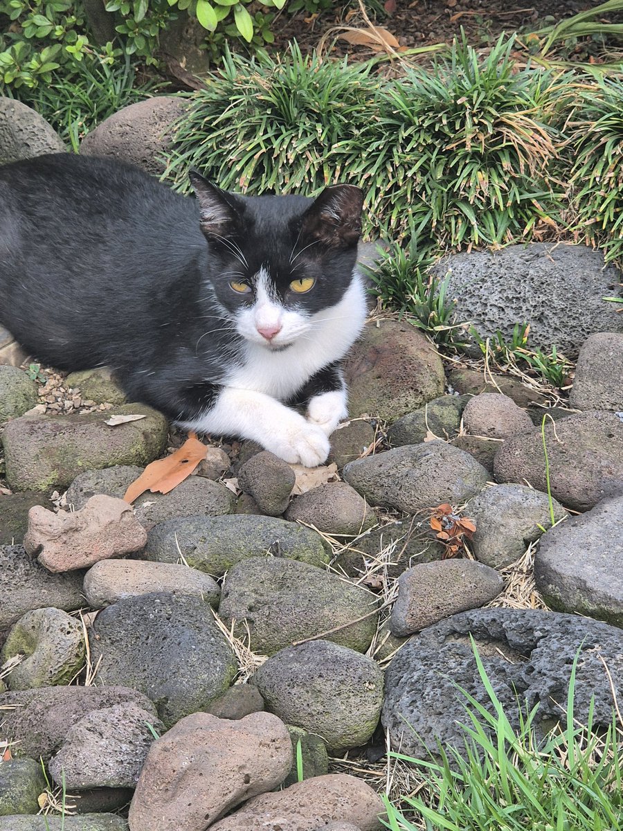 까미... 쥐... 같은건 잡아오지않아도 좋아..😅
