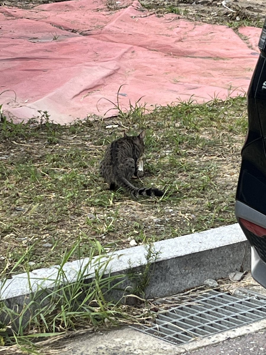 메론 뜯는 고양이