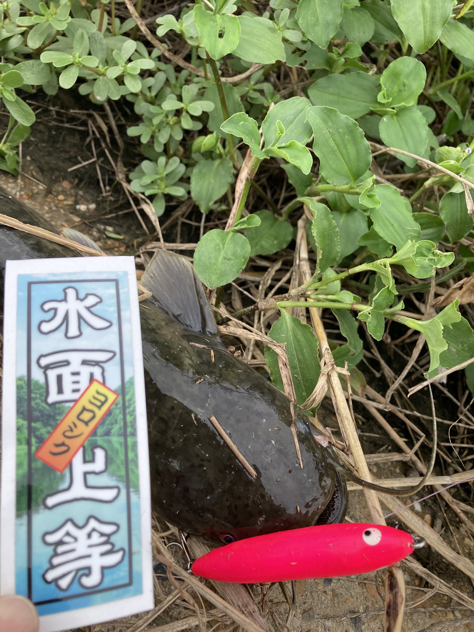 Y*d様 早いもの勝ち❗️ビッグベイトまとめ売り❗️ LbqD - Search / X