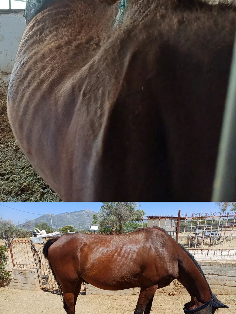 Στην οικογένεια μας ανήκει πλέον ο Φιντέλ. Η ιστορία του υπενθυμίζει πως τα άλογα, όπως όλα τα ιπποειδή είναι  έμψυχα όντα με αισθήματα, ανάγκες και δικαίωμα στη ζωή, ανεξάρτητα από την "χρηστικότητά" τους για τον άνθρωπο.
Χρειάζεται ειδικό πετάλωμα &amp; αγωγή για ενδονυχίτιδα.