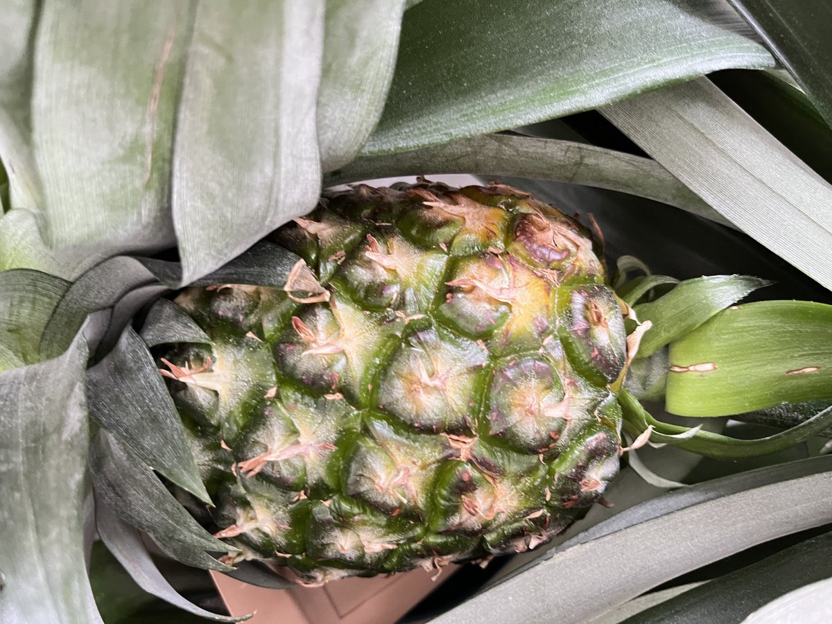 スズムシパイナップル パイナップル - Search / X スズムシパイナップル パイナップル - Search / X