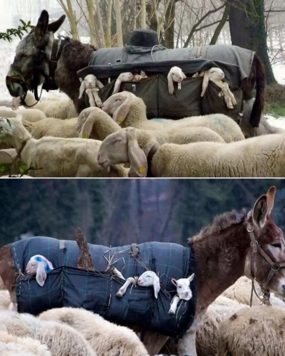 High in Italy’s mountains, shepherds face a simple problem with newborn lambs: they’re too weak to survive the steep, dangerous spring migrations. The solution, passed down for centuries, is as practical as it is tender — donkeys.

With padded baskets slung over their backs, the