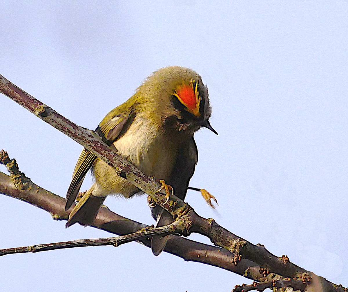 Goldy Locks. Goldcrests are tiny birds, just 6.5 grams in weight when adult; that's 20-30% smaller than a Chiffchaff, and less than a 2p coin. Yet still these tiny birds manage to fly to the UK from Russia each year. #birds
