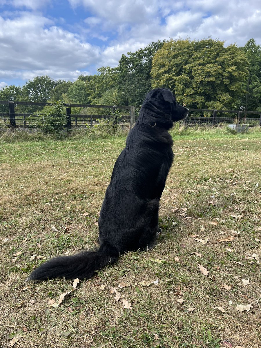 Crohnoid's tweet photo. Exciting morning for our #Houdi who came face-to-face with a buzzard standing on the lawn. He backed off when he realised that it was a bit bigger than his usual nemesis - the crow
#SaturdayMorning https://t.co/BpozmRXioO