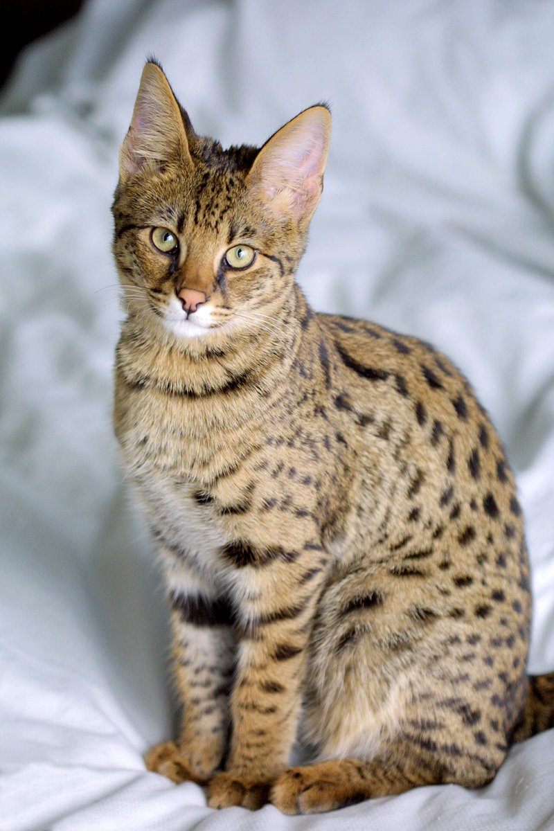 AutomatedCats's tweet photo. Here's a new cat! #cats #CatsOfTwitter https://t.co/XhBvkSYiOw