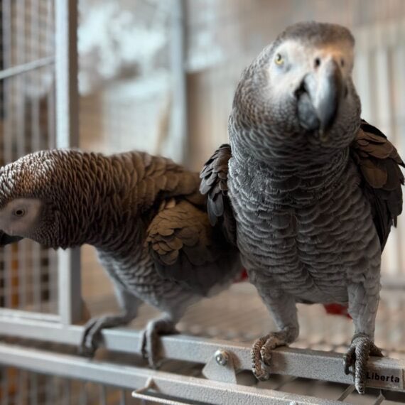 BirdlineUK's tweet photo. 🐦 Jaz &amp; Toto – bonded Congo African Greys 🐦
📍 Devon, England | Ref: 5520713

Toto = chatty &amp; playful 🎶
Jaz = quiet, affectionate &amp; loves men 💙

Comes with cage &amp; ready for their forever home 💌

👉 https://t.co/X7Ng98U3dx

#AfricanGrey #dontbuyfoster #birdlineuk https://t.co/aHp8hphPNu