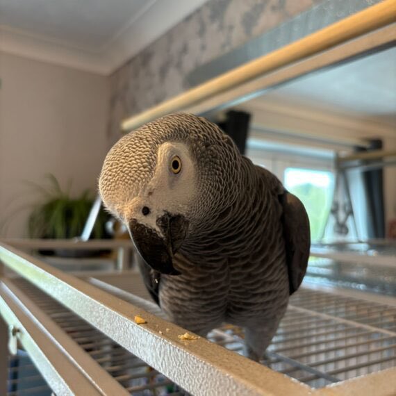 🐦 Jaz &amp; Toto – bonded Congo African Greys 🐦
📍 Devon, England | Ref: 5520713

Toto = chatty &amp; playful 🎶
Jaz = quiet, affectionate &amp; loves men 💙

Comes with cage &amp; ready for their forever home 💌

👉 birdline.co.uk/bird/toto-and-…

#AfricanGrey #dontbuyfoster #birdlineuk
