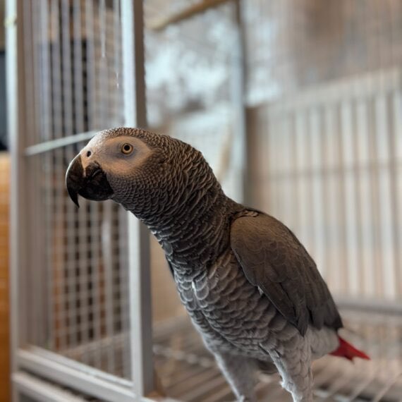 BirdlineUK's tweet photo. 🐦 Jaz &amp; Toto – bonded Congo African Greys 🐦
📍 Devon, England | Ref: 5520713

Toto = chatty &amp; playful 🎶
Jaz = quiet, affectionate &amp; loves men 💙

Comes with cage &amp; ready for their forever home 💌

👉 https://t.co/X7Ng98U3dx

#AfricanGrey #dontbuyfoster #birdlineuk https://t.co/aHp8hphPNu