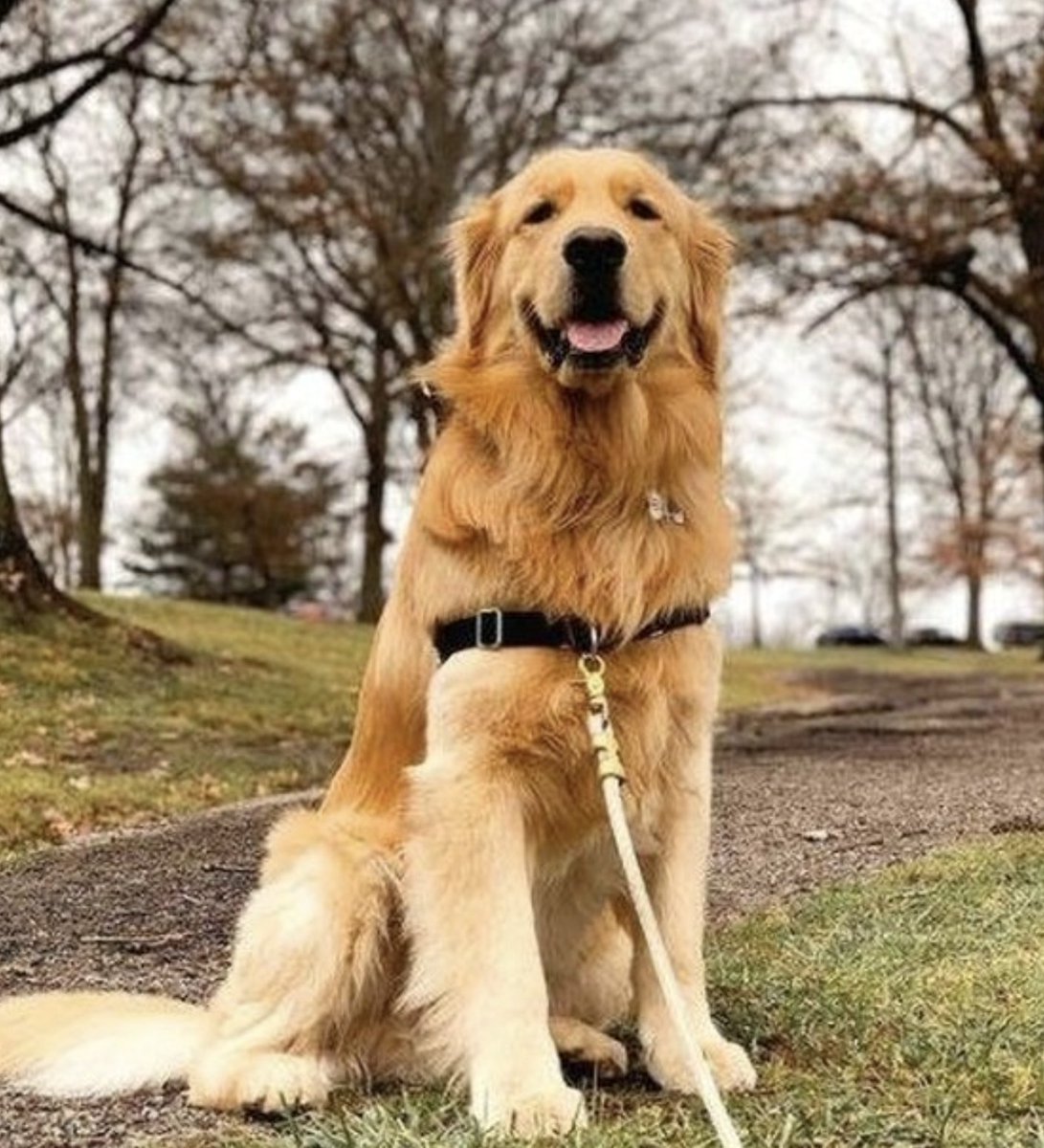 Prêt pour une balade automnale ? 🍂 🐾 
📸 beau_intheburgh
➡️ tinyurl.com/mvw9hxpc #PetSafe #PetSafebalade #HappyDoggo #DogsLovers