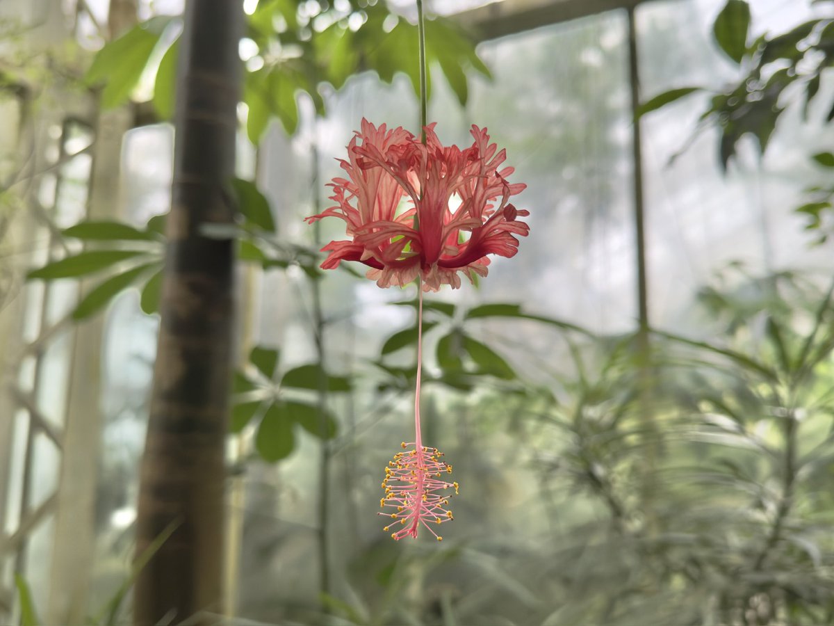 A special Hibiscus in Munich‘s Botanical Garden. Was für ein schöner Hibiscus im Botanischen Garten München.