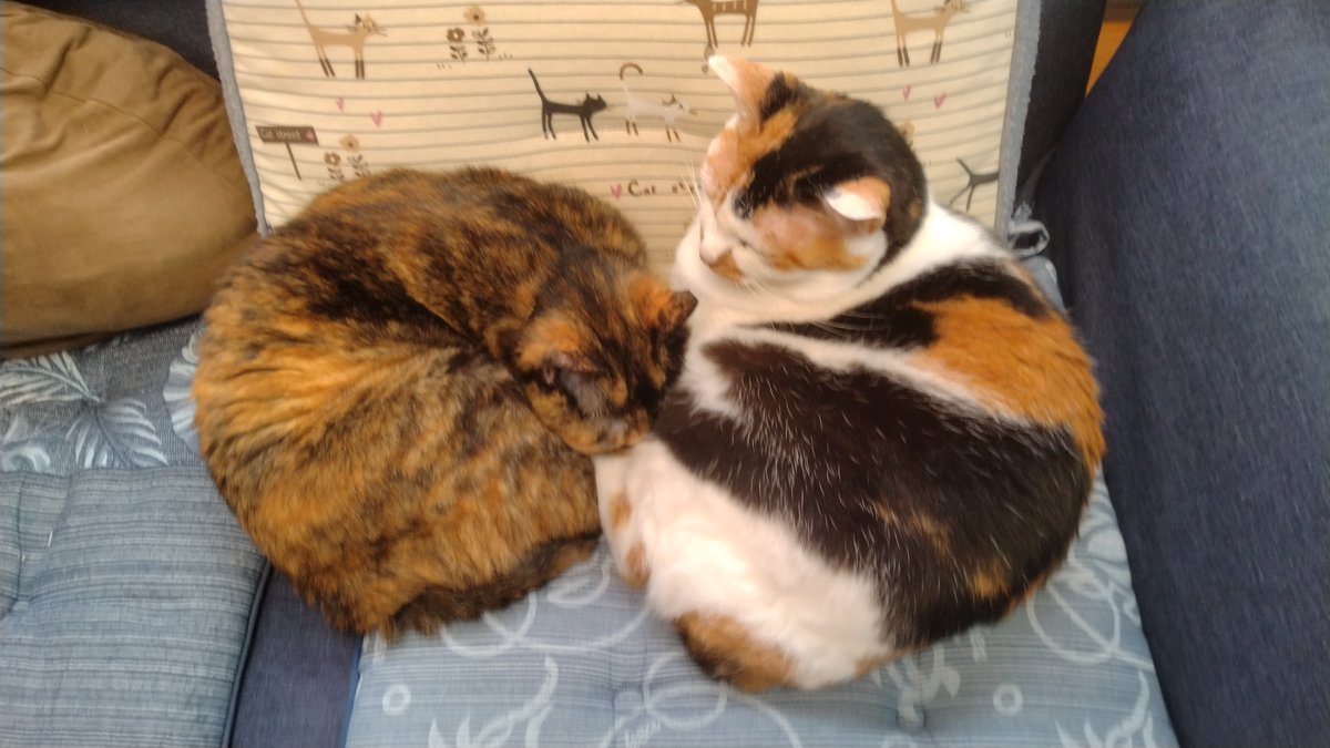 minamijujiza's tweet image. 會津めごねこに行ってきた。
１日遅れたけど、べこちゃん誕生日おめでとー！🎂
#会津若松市
#會津めごねこ
#猫カフェ 
#猫のいる暮らし
#猫  
#cat
#猫好きさんと繋がりたい𓏲𓎨