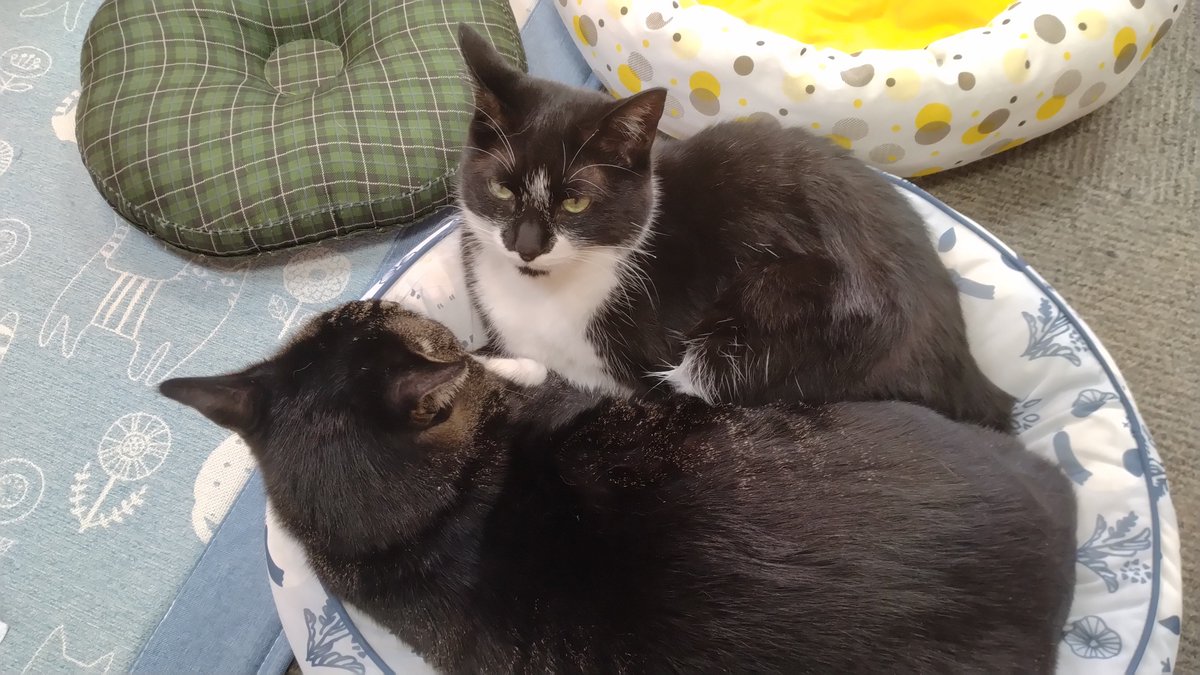 minamijujiza's tweet image. 會津めごねこに行ってきた。
１日遅れたけど、べこちゃん誕生日おめでとー！🎂
#会津若松市
#會津めごねこ
#猫カフェ 
#猫のいる暮らし
#猫  
#cat
#猫好きさんと繋がりたい𓏲𓎨